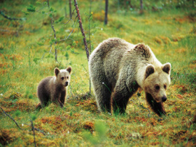 Watch brown bears in Finland