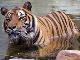 Volunteering Thailand, wildlife rescue centre by Responsible Travel