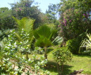 Kenya monkey sanctuary conservation project_garden