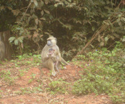 Kenya monkey sanctuary conservation project_baboon