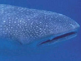 Whale Shark diving conservation in Seychelles by Responsible Travel