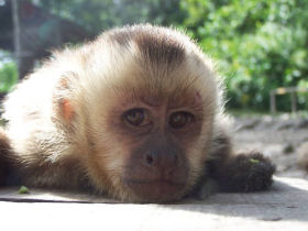 Volunteer travel in Bolivia, animal sanctuary