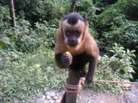 Monkey, Volunteer travel in Bolivia, animal sanctuary