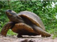 Tortoise, Volunteer travel in Bolivia, animal sanctuary