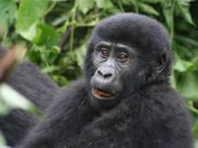 Uganda safari, gorillas, chimps and game