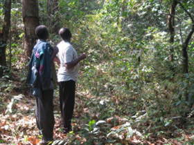 Tree planting holiday in Cameroon