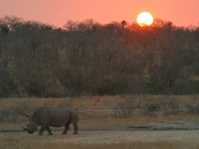 Walking safari in South Africa