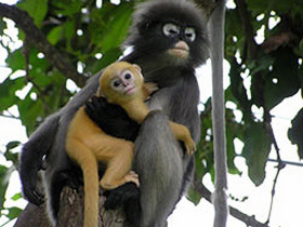 Langur conservation holiday, Thailand provided by Responsible Travel - Help and observe these charming, monkey - like creatures in Khao Sam Roi Yot National Park. Volunteers are welcomed as homestay guests in the nearby fishing village in this lovely and uncommercialised part of Thailand.