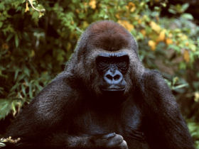 Gorilla safari in Uganda