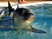 Rescued seal at family water sports centre in Turkey