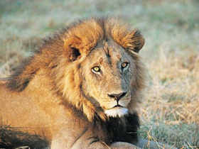 Kenya & Tanzania safari holiday