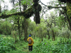 Gorilla safaris in Rwanda
