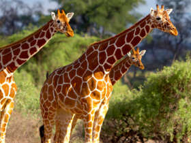 Kenya wildlife adventure holiday