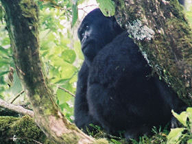 Gorilla