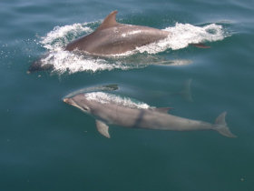 Whale & dolphin conservation in Scotland