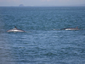 Whale & dolphin conservation in Scotland