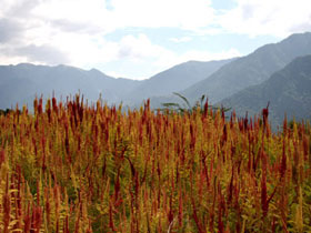 Himalayas whitewater rafting & trekking holiday