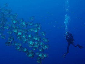 Marine conservation in Honduras by Responsible Travel