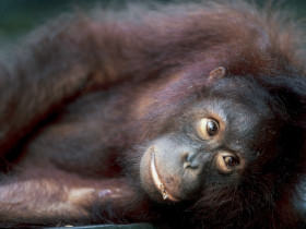 Family holiday to Borneo