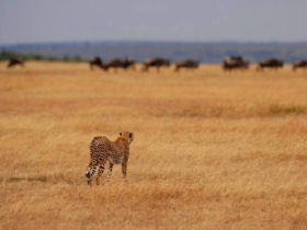 Tanzania photography safari