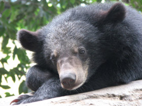 cambodia wildlife wild bears sanctuary volunteer helping bear care