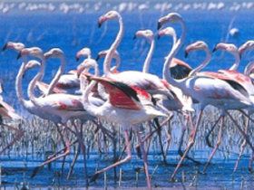 Wildlife and birdwatching holiday in Andalucia, Spain by Responsible Travel