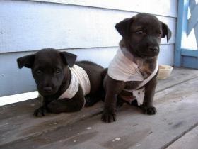 dog
