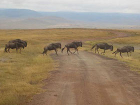 Masai Mara tour