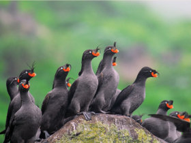 Kuril Islands cruises, bird watching cruise by Responsible Travel
