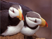 Bird Watching Cruise in Kuril Islands_Puffins