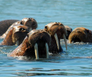 Russia Far East Cruise_Walrus