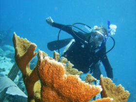 Learn to scuba dive in St Vincent and the Grenadines by Responsible Travel