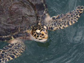 Turtle conservation in Thailand provided by Responsible Travel - The project focuses on sea turtle conservation, mangrove rehabilitation and sustainable community development. Volunteers will live in the community sharing and exchanging cultures. Children are involved through an environmental education programme.