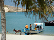 Fjords of Oman tour_donkey on the beach