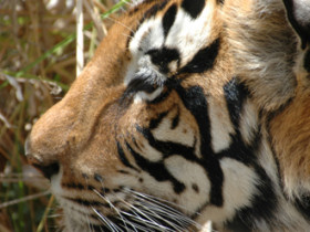 Tiger safari in India, Corbett National Park