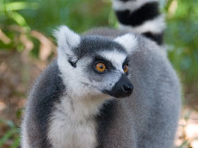 Lemur conservation project in Madagascar