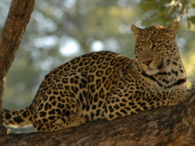 Zambia big cat safari