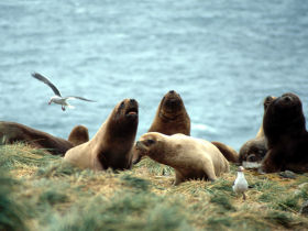 Falkland Islands holiday