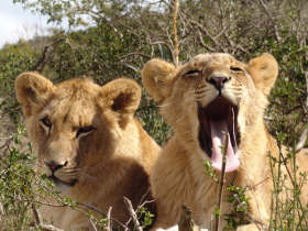 Born Free wildlife holiday in South Africa