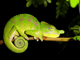 Madagascar wildlife holiday, tailor made