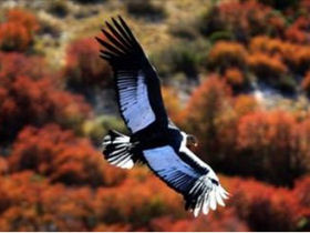 Wildlife holiday in Patagonia