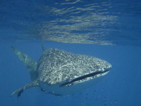 Ningaloo Reef whale shark snorkelling tours, Western Australia