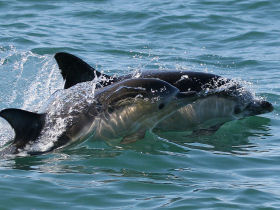 Wildlife holiday in Pembrokeshire, Wales