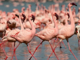 Small group safaris in Kenya