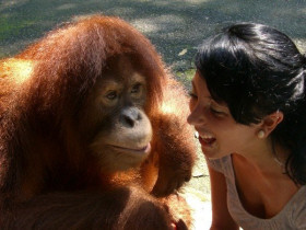 Orangutan volunteering in Borneo and Malaysia
