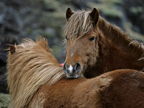 Iceland activity holidays