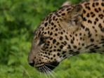 Sri Lanka ancient cities, highlands and safari