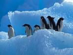 Antarctic cruises
