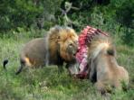 Luxury safari break to Kruger National Park