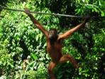Family holiday to Borneo
